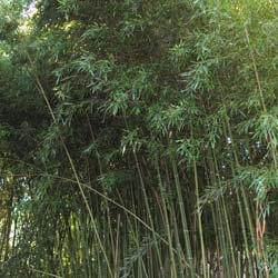 Bambú Phyllostachys Humilis